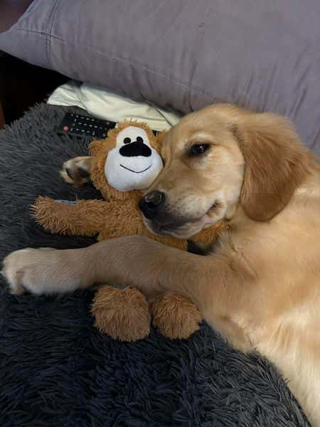 Testimonial from Jacie Bethel - her Golden Retriever puppy with a monkey fluffy toy