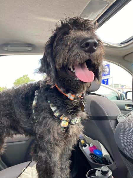 Testimonial Alexandria Atkins dog sitting in the car
